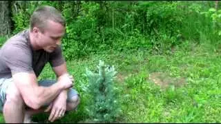 Spruce Tips ( A Nutritional Spring Food)