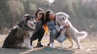 Essential Grooming Tips to Keep Your Keeshond Mat-Free and Looking Fabulous