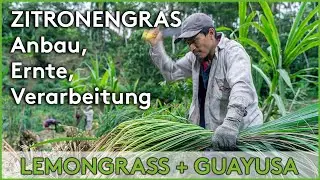 ZITRONENGRAS Anbau, Ernte, Verarbeitung f&uuml;r GUAYUSA Tee | Lemongrass tee von Amazonas Regenwald
