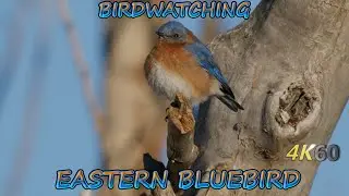 Eastern Bluebird - Birdwatching Nature Footage 4K60