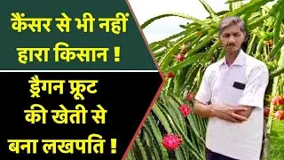 Barabanki में Dragon Fruit की खेती कर ये किसान बना लखपति ! 1 साल की मेहनत और मुनाफा डबल || IPK ||