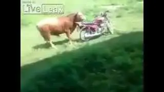Cow Trying to have Fun With a Bike
