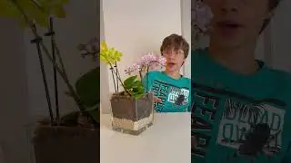 Как я поливаю орхидеи в вазе