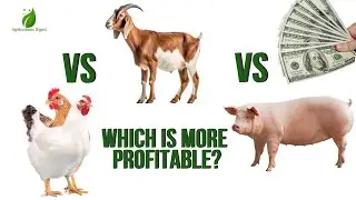 Chicken vs Goat vs Pig Farming &ndash; Which is the Most Profitable for Startups with Low Capital?