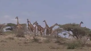Giraffe Heard Migrating