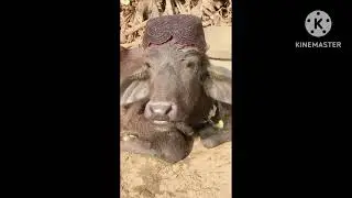 My Bull is Enjoy#animal #village #life #animalvillagelife #