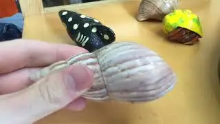 Hermit Crab Care