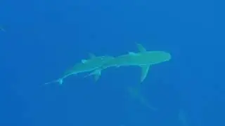 Shark Behavior 101 with One Ocean Diving