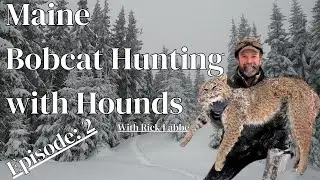 Hunting Bobcats with Rick Labbe, Episode 2: Hounds, Training, Tradition in Maine #hunting #hound