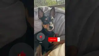 Miniature Pinscher likes to bark for no reason 😂 #minipinscher #dogshorts #funnydogsvideos #dogs