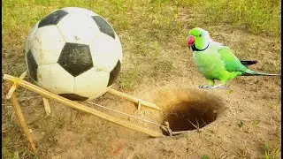 Simple Unique Parrot Bird Trap Using Football