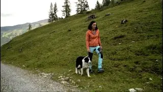 Hunde auf der Alm