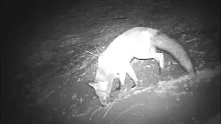 Non-badger footage from the badger sett this week.
