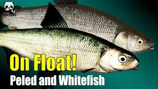 Russian Fishing 4 - Kuori Lake  - Peled and Kuori Whitefish #rf4