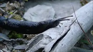 Zwarte aardslak/Ash black Slug (Limax cinereoniger)