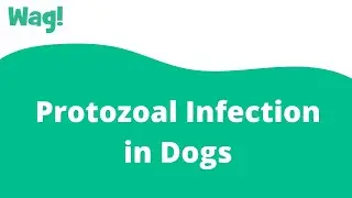 Protozoal Infection in Dogs | Wag!