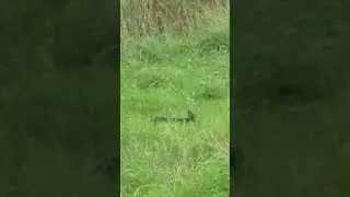 A Sleu of Swine.               Scouting 👍🏼🤠✌🏻🐗👍🏼