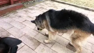 Foster Brigitte finally realizing how to play