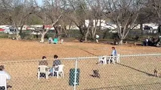 Doggy play park