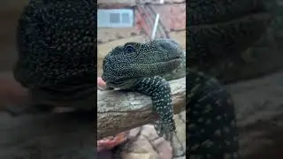 Big beautiful Croc Monitor or the Varanus Salvadorii #lizard #animal #reptiles #monitor #crocodile