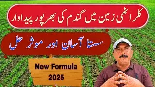 Wheat Cultivation In Salts Affected Soil | Use Of Magnesium Chloride In High PH Soil