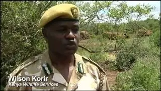 Elephant Poaching in Africa