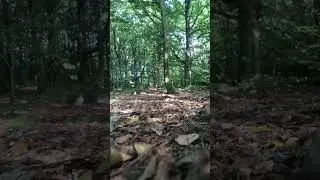 Selvhelbredelse i skogen -En guidet meditasjon for ro, trygghet og livskraft@Monique-Norge 