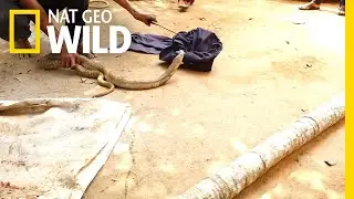 Snake Catcher Risks Life to Rescue Cobra From Well | Nat Geo Wild