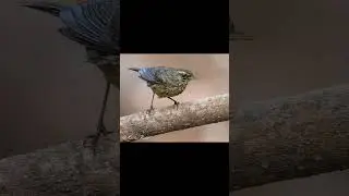 The most popular birdwatching trail in Mumbai