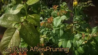 Rose Flower 2025! 24 Days Result After Pruning