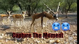 Black Buck || Soulful Bird Sound || #blackbucks #animalshorts #animals