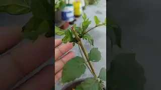 Orange trumpet flower cutting grow successfully #flamevine #orangetrumpet #cuttingpropagation #short