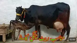 17 January 2026چولستانی فریزین کراس تازہ سوئی گائے سیل آن پاکستان یوٹیوب 03051845466