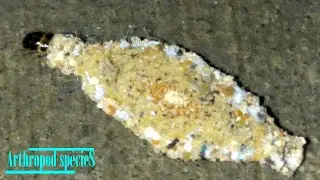 Insect Species - Clothes Moth | Household Casebearer Moth / Kamitetep (Phereoeca uterella) | Case-1