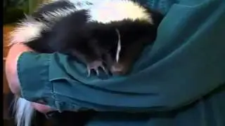 Skunk problem