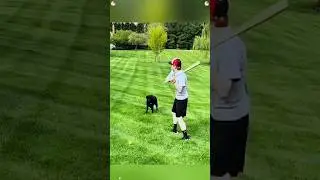 Dog love playing with balls 😂😂#funny#dog #foryou #usa🇺🇸 #funnyvideo #viral #youtubeshorts