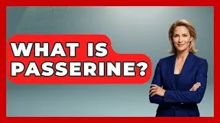 What Is Passerine? - Bird Watching Diaries