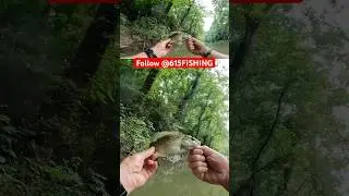 Nice little rock bass on the Harpeth River in Franklin, TN.