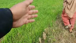 گندم کا ویزٹ 4/1/2026کو#desi #farming #agriculture 