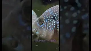 Tropical Fishtank Jack Dempsey Cichlids #fishvideo #aquariumfish #fish #tropicalfish #freshwaterl