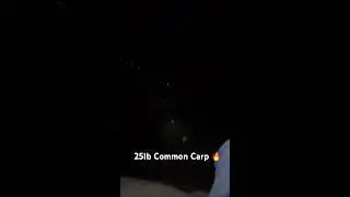 #arizonafishing Canal fishing ￼25Ib Common Carp 🔥
