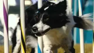 SpotOnAgility.com Intro Video