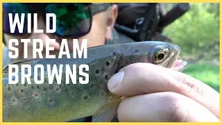 Wild Stream Trout | Driftless | Minnesota | Spring