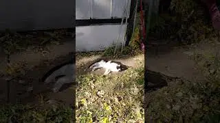 pretty kind black white kitty cat whiskers we always take good care of it emie 🤗❤️🇵🇭🩷🤗❤️🇵🇭🩷