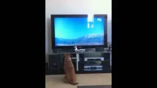 puggle watching tv
