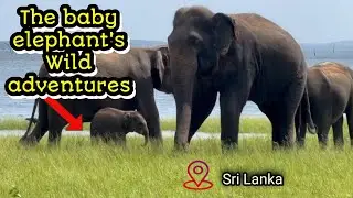 BABY ELEPHANT | The baby Elephant's Wild Adventures | Wild Elephant's Life in SL | @ThuvarakeshView 