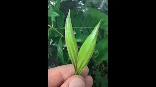 Как вырастить САЛАК!!!(ЗМЕИНЫЙ ФРУКТ) ЗАЯЧЬИ УШКИ!!!