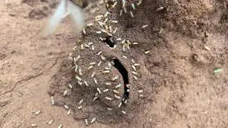 Life of Alates l Termite Swarmer