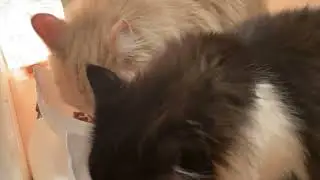 ﾈｺﾁｬﾝ…