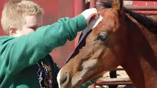 Horse Owners Minute: 4-H Horse Activities